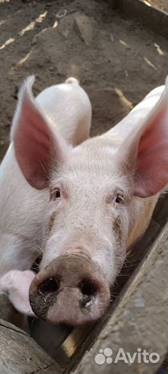 Поросенок ландрас хряк