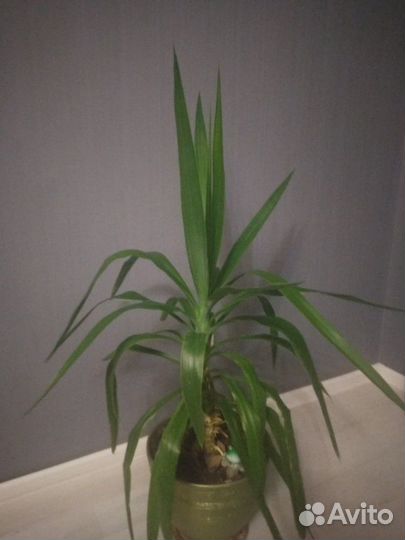 Кордилина прямая