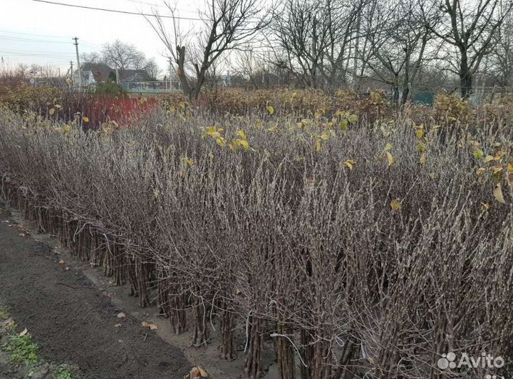 Саженцы Яблони оптом