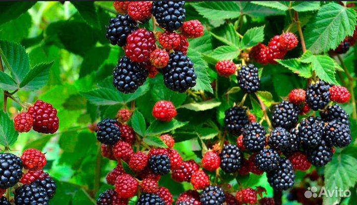 Саженцы плодовых кустарников