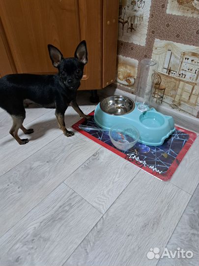 Мини той-терьер вязка