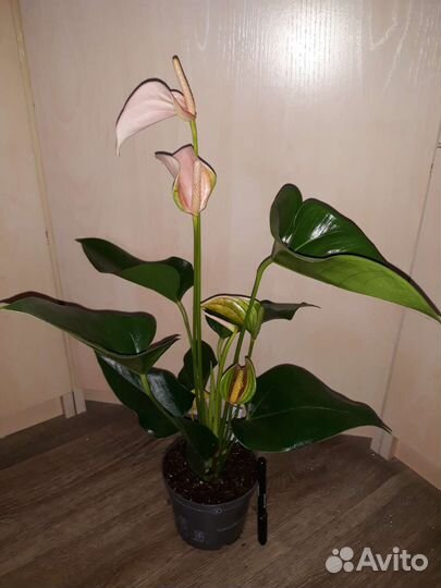 Цветущие антуриумы