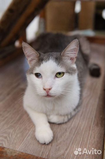 Котик Шекель
