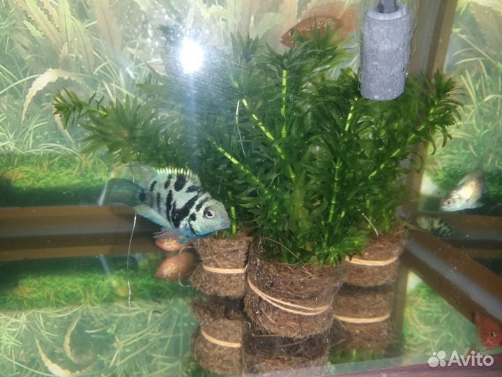 Аквариумный растения, рыбки