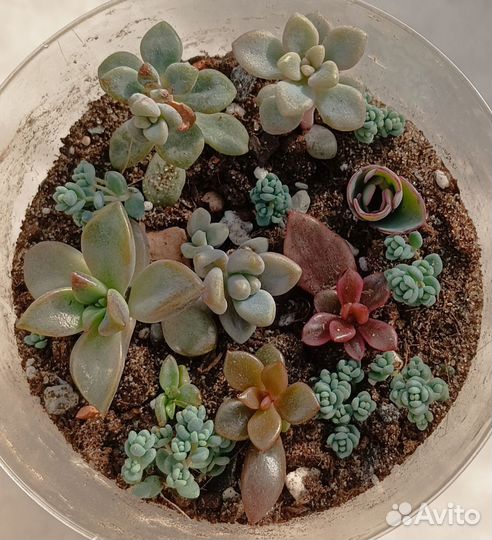 Суккуленты