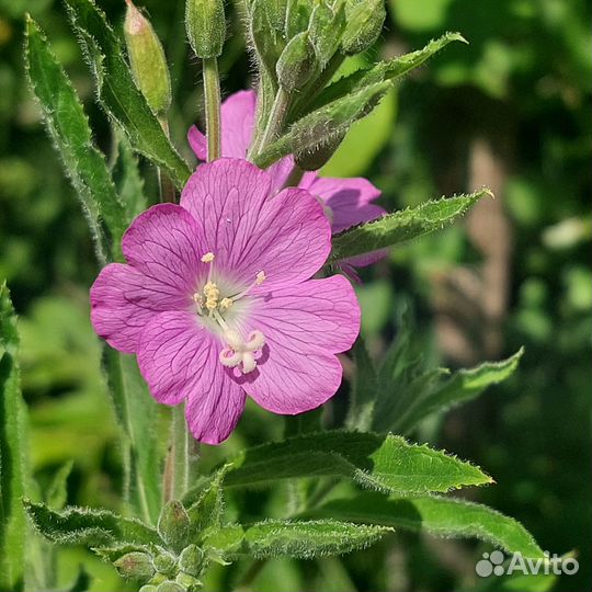 Банные веники и чайные растения