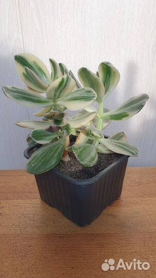 Крассула вариегатная