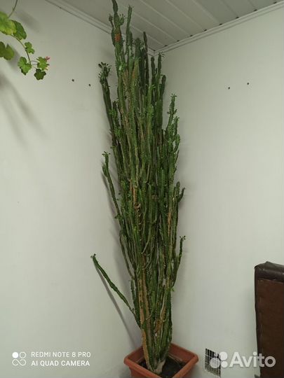 Кактус комнатный