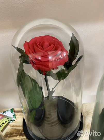 Самая большая вечная розы в колбе
