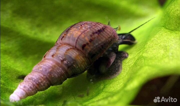 Улитки мелании