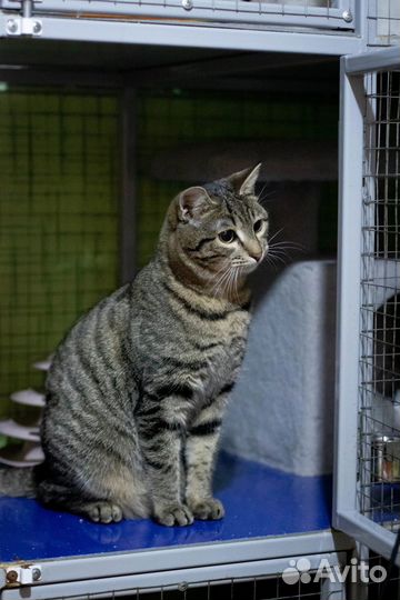 Котик Васелек