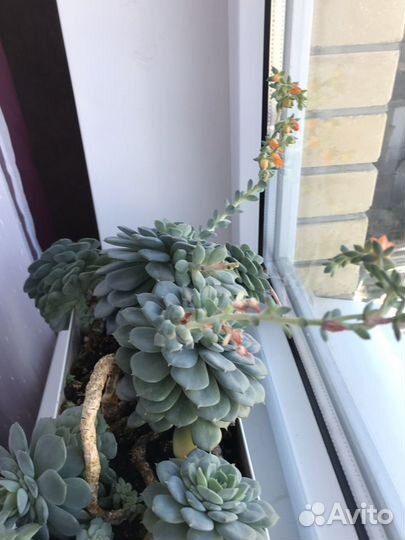 Молодило каменная роза