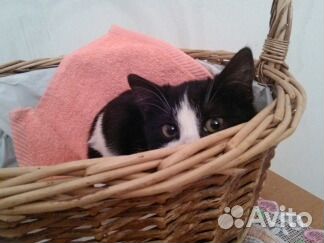 Молодой, обаятельный котик -дайте шанс на жизнь