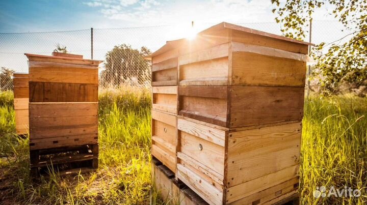 Мёд натуральный с Алтая опт