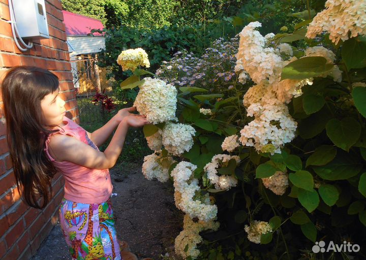 Гортензии древовидная Анабель