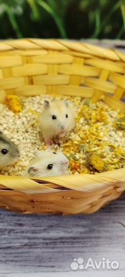 Джунгарский хомячок