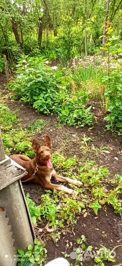 Собака в добрые руки щенок