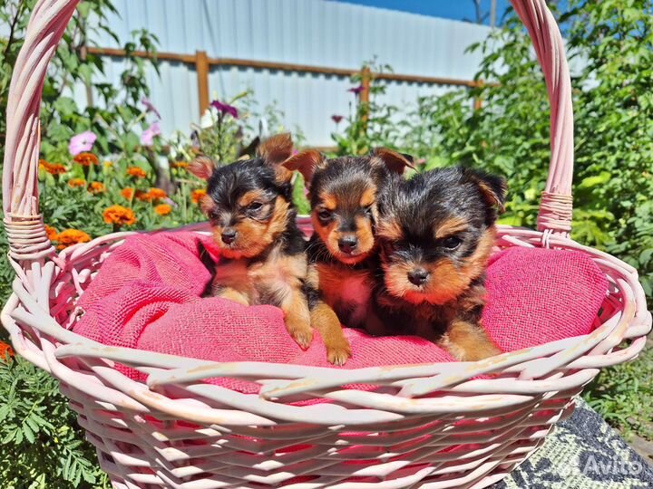 Йоркширский терьер