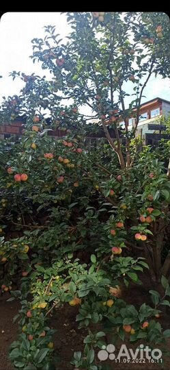 Саженцы яблони