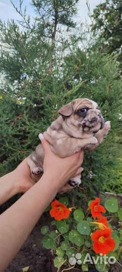 Французский бульдог щенки