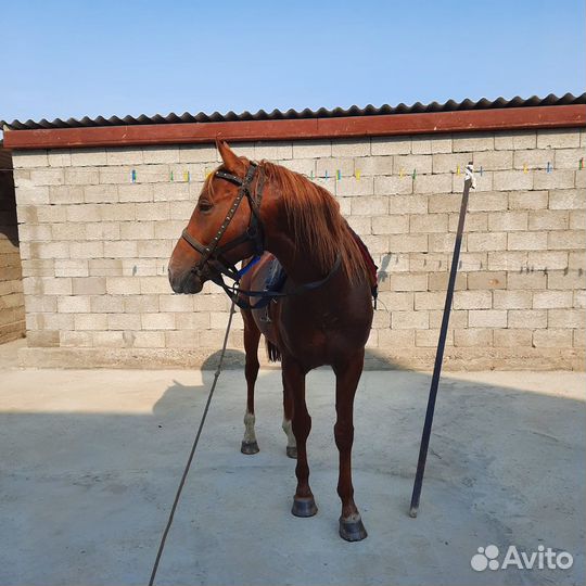 Жеребец 4 года