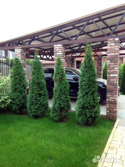 Туя смарагд