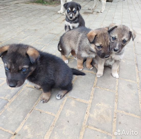 Собаки хаски щенки