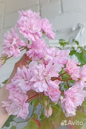 Пеларгония герань