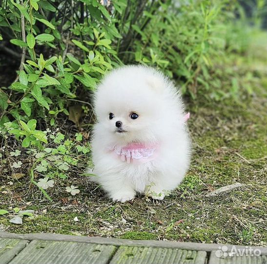 Подарки мини шпицы мишки Бу