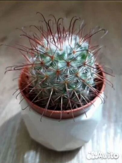 Кактусы сортовые