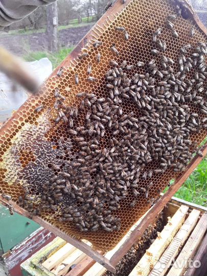 Продаю пчел на высадку