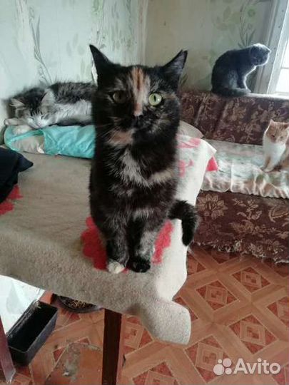 Кошка стерилизованная