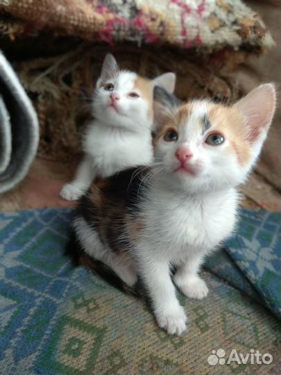 Трехцветные котята в добрые руки