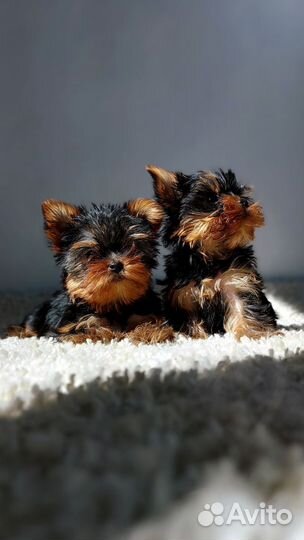 Йоркширский терьер