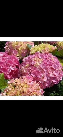 Гортензия крупнолистная саженцы