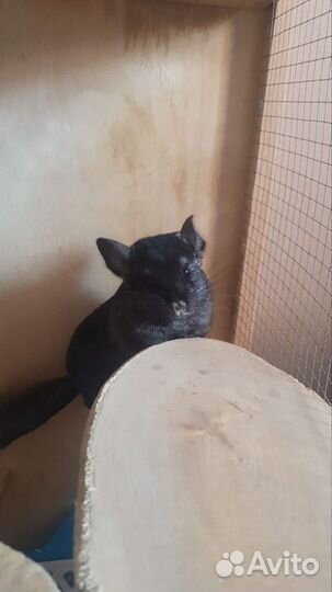 Шиншилла с клеткой