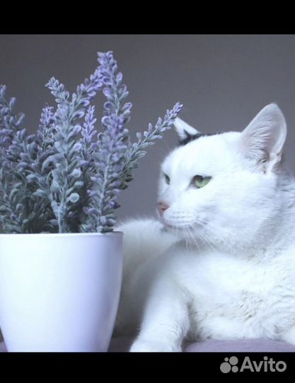 Котик из приюта