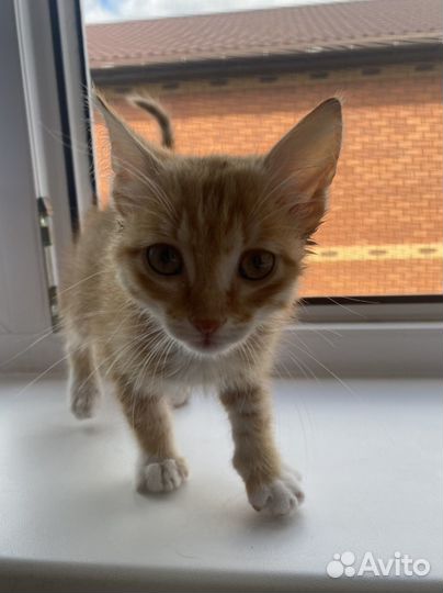 Котенок в дар