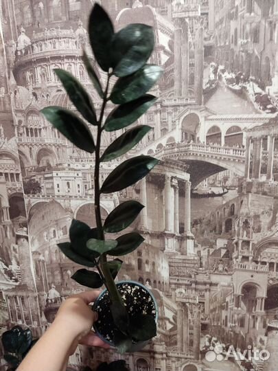 Замиокулькас черный равен