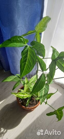 Сингониум с горшком