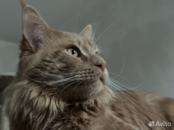 Кот мейн-кун вязка