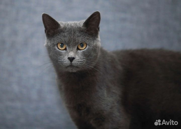 Русская голубая