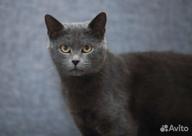 Русская голубая