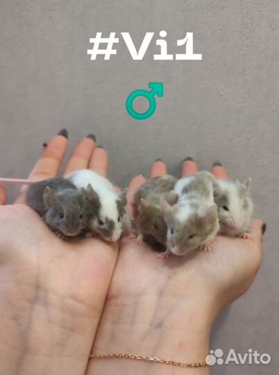 Мышь, мышь декоративная, мыши, мышь домашняя