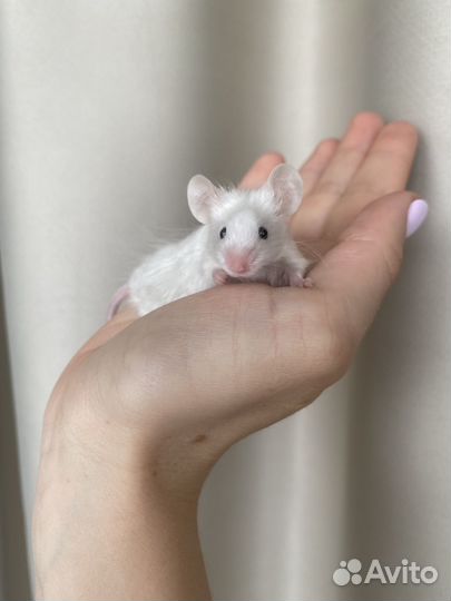 Сатиновые мыши