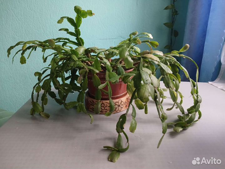 Декабрист зигокактус шлюмбергера