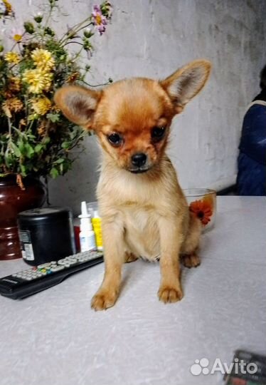 Девочка чихуахуа