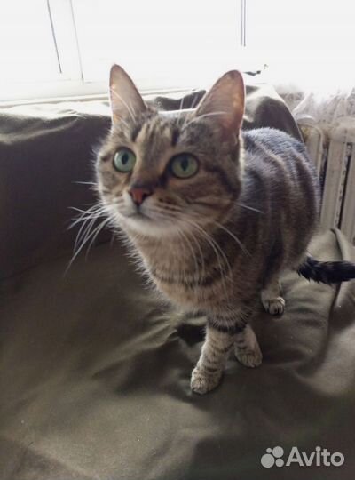 Кошка Бася с зелёными глазами