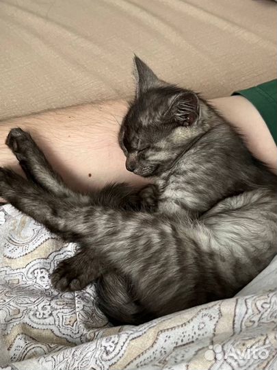 Котенок девочка