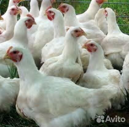 Продаются цыплята бройлеров и подрощанные